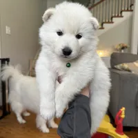 Denali OFA health tested patents , a male Siberian Husky for sale in Virginia Beach, VA – 2 of 7