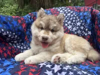 Loki, a male Siberian Husky for sale in Virginia Beach, VA – 6 of 6