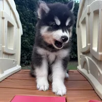 Leo OFA health tested parents, a male Siberian Husky for sale in Virginia Beach, VA – 4 of 6