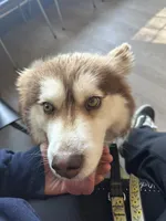 Roxy UTD on vet care & spayed, a female Siberian Husky for sale in Virginia Beach, VA – 5 of 8