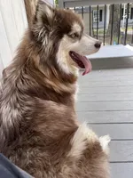 Roxy UTD on vet care & spayed, a female Siberian Husky for sale in Virginia Beach, VA – 8 of 8