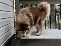 Roxy UTD on vet care & spayed, a female Siberian Husky for sale in Virginia Beach, VA – 3 of 8