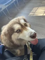 Roxy UTD on vet care & spayed, a female Siberian Husky for sale in Virginia Beach, VA – 4 of 8