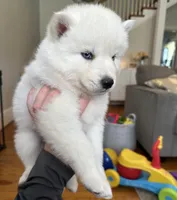 Leo OFA health tested parents, a male Siberian Husky for sale in Virginia Beach, VA – 3 of 5
