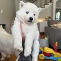 Leo OFA health tested parents, a male Siberian Husky for sale in Virginia Beach, VA – 2 of 5