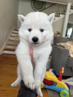 Leo OFA health tested parents, a male Siberian Husky for sale in Virginia Beach, VA – 4 of 5