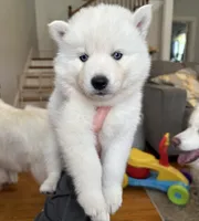 Leo OFA health tested parents, a male Siberian Husky for sale in Virginia Beach, VA – 1 of 5