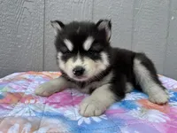 Leo, a male Siberian Husky for sale in Virginia Beach, VA – 4 of 9
