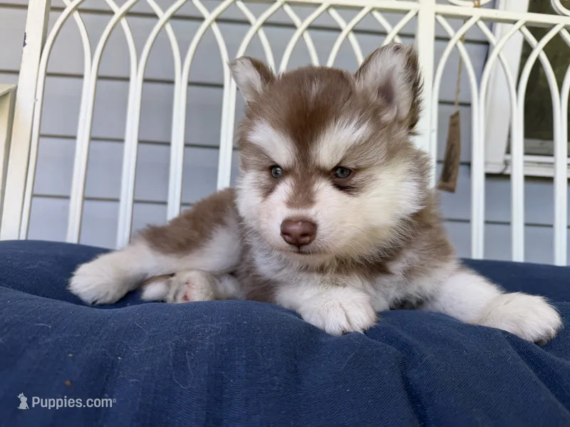 Ryder – Siberian Husky puppy for sale in Virginia Beach, VA