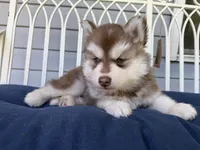 Ryder, a male Siberian Husky for sale in Virginia Beach, VA – 1 of 6