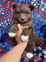 Rubble, a male Siberian Husky for sale in Virginia Beach, VA – 3 of 6