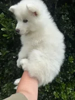 Moose OFA health tested parents, a male Siberian Husky for sale in Virginia Beach, VA – 6 of 8