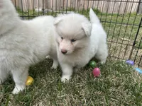 Yeti, a male Siberian Husky for sale in Virginia Beach, VA – Photo 5 of 5