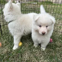 Yeti, a male Siberian Husky for sale in Virginia Beach, VA – Photo 4 of 5