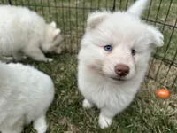 Yeti, a male Siberian Husky for sale in Virginia Beach, VA – Photo 3 of 5