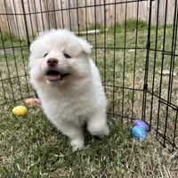 Yeti, a male Siberian Husky for sale in Virginia Beach, VA – Photo 2 of 5