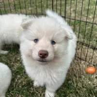 Yeti, a male Siberian Husky for sale in Virginia Beach, VA – Photo 1 of 5