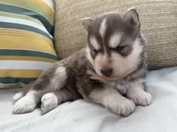 Rowdy, a male Siberian Husky for sale in Virginia Beach, VA – 5 of 8