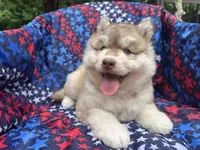 Loki, a male Siberian Husky for sale in Virginia Beach, VA – 3 of 6