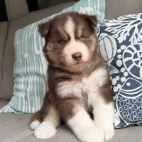 Ryder , a male Siberian Husky for sale in Virginia Beach, VA – 3 of 6