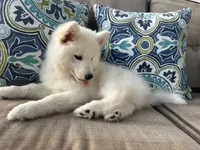 Snow OFA health tested parents, a female Siberian Husky for sale in Virginia Beach, VA – 2 of 5