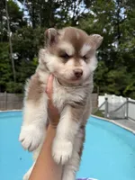 Ruger, a male Siberian Husky for sale in Virginia Beach, VA – 2 of 6