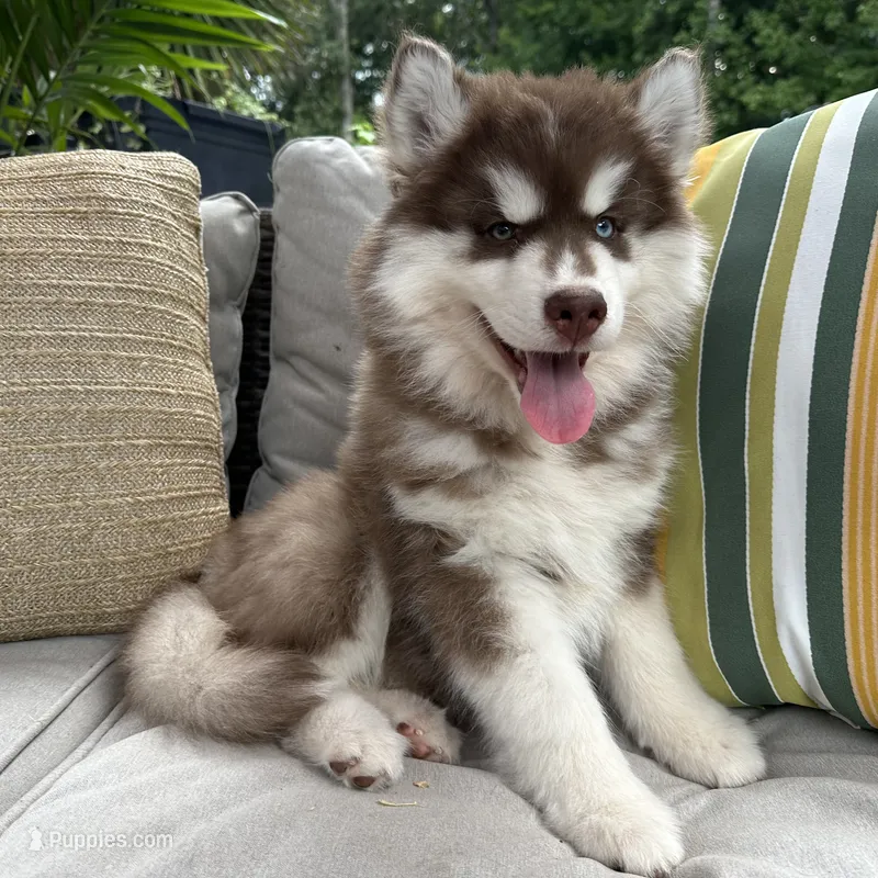 Rubble – Siberian Husky puppy for sale in Virginia Beach, VA