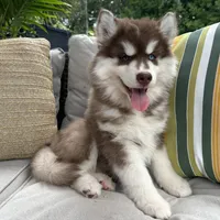 Rubble, a male Siberian Husky for sale in Virginia Beach, VA – 1 of 9