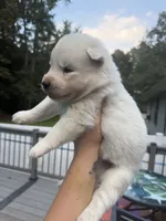 Rio, a male Siberian Husky for sale in Virginia Beach, VA – 7 of 8