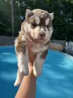 Denver, a male Siberian Husky for sale in Virginia Beach, VA – 6 of 6