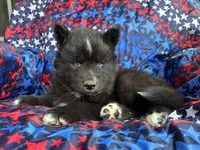 Lumi, a male Siberian Husky for sale in Virginia Beach, VA – 5 of 5