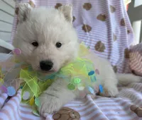 Yeti, a male Siberian Husky for sale in Virginia Beach, VA – Photo 1 of 8