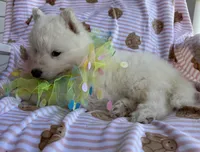 Yeti, a male Siberian Husky for sale in Virginia Beach, VA – Photo 2 of 8