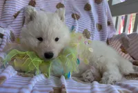 Yeti, a male Siberian Husky for sale in Virginia Beach, VA – Photo 4 of 8