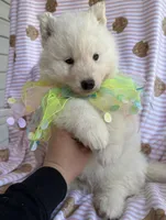 Yeti, a male Siberian Husky for sale in Virginia Beach, VA – Photo 7 of 8