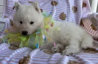 Yeti, a male Siberian Husky for sale in Virginia Beach, VA – Photo 3 of 8