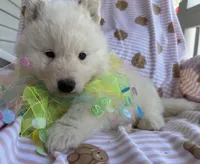 Yeti, a male Siberian Husky for sale in Virginia Beach, VA – Photo 8 of 8