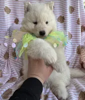 Yeti, a male Siberian Husky for sale in Virginia Beach, VA – Photo 5 of 8