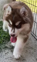 Ember, a male Siberian Husky for sale in Virginia Beach, VA – 2 of 6