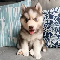 Rayna, a male Siberian Husky for sale in Virginia Beach, VA – 1 of 6