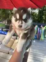 Denver, a male Siberian Husky for sale in Virginia Beach, VA – 1 of 6