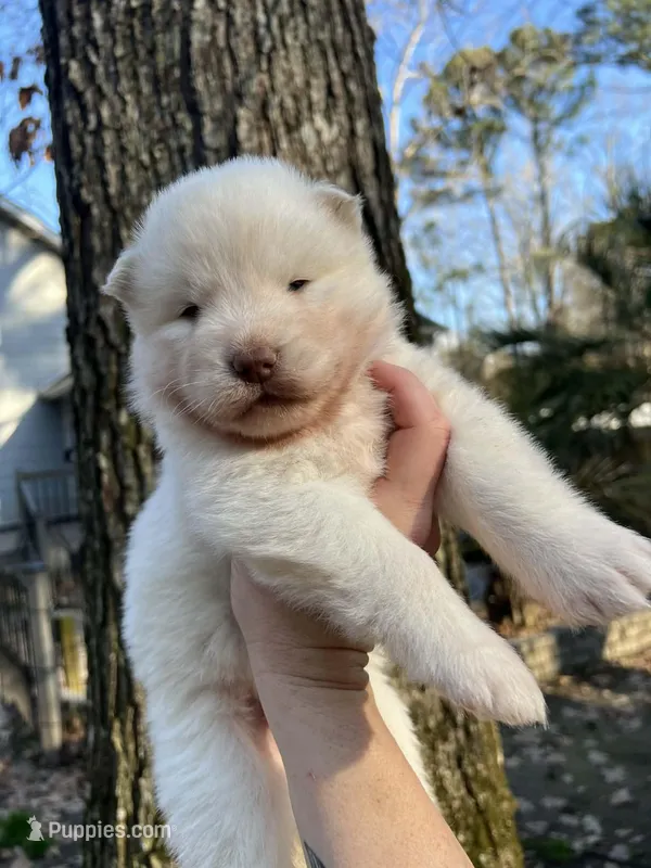 Yogi – Siberian Husky puppy for sale in Virginia Beach, VA