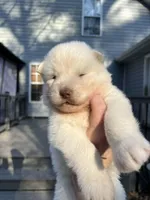 Yogi, a male Siberian Husky for sale in Virginia Beach, VA – Photo 5 of 6