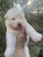 Yogi, a male Siberian Husky for sale in Virginia Beach, VA – Photo 3 of 6