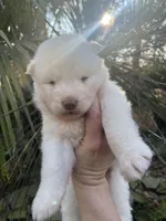 Yogi, a male Siberian Husky for sale in Virginia Beach, VA – Photo 6 of 6