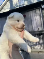 Yogi, a male Siberian Husky for sale in Virginia Beach, VA – Photo 4 of 6