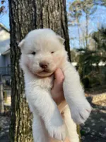 Yogi, a male Siberian Husky for sale in Virginia Beach, VA – Photo 2 of 6