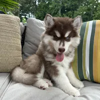 Rubble, a male Siberian Husky for sale in Virginia Beach, VA – 8 of 9