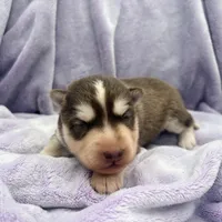 Rubble, a male Siberian Husky for sale in Virginia Beach, VA – 2 of 7
