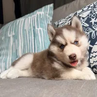 Rayna, a male Siberian Husky for sale in Virginia Beach, VA – 3 of 6